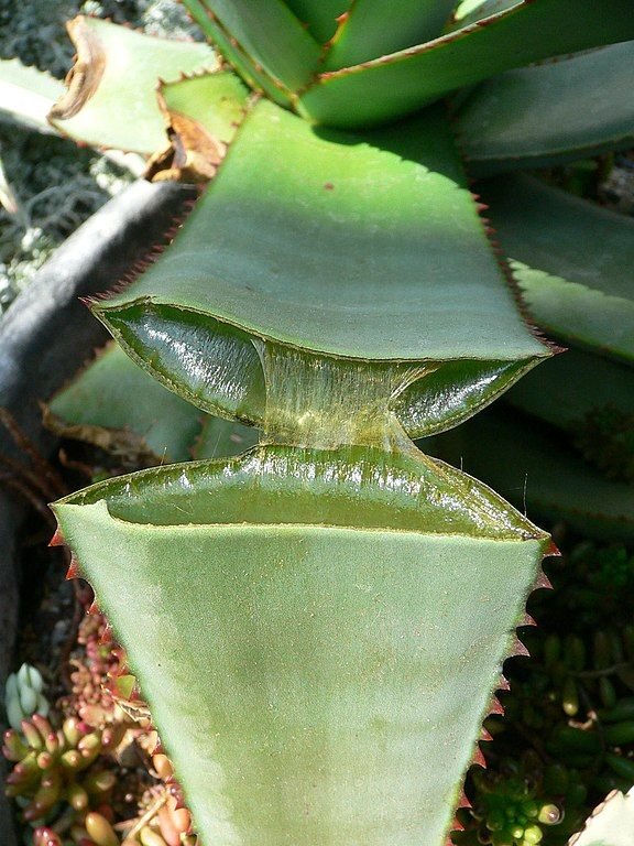Onde plantar Aloé vera (Aloe vera)_2