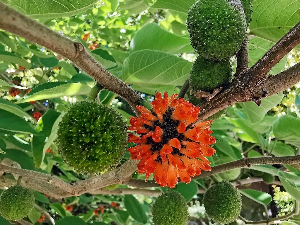 Amoreira de papel (Broussonetia papyrifera)