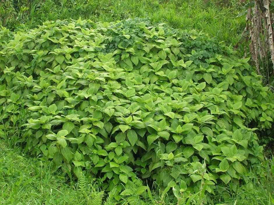 Como plantar Amoreira de papel (Broussonetia papyrifera)_1