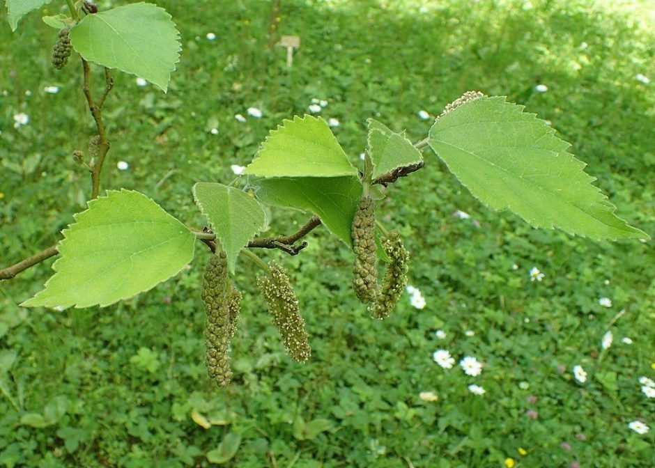 Onde plantar Amoreira de papel (Broussonetia papyrifera)_2
