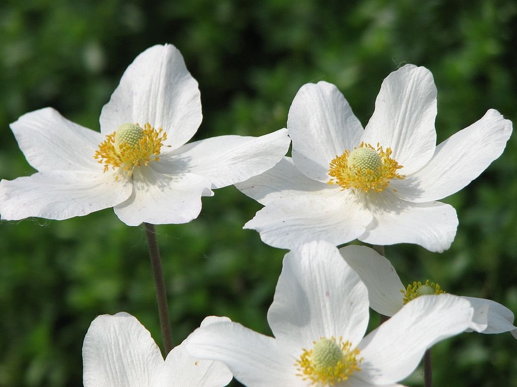 Anémona (Anemone sylvestris)