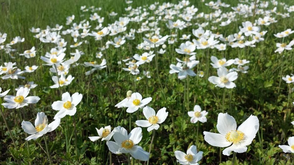 Como plantar Anémona (Anemone sylvestris)_1