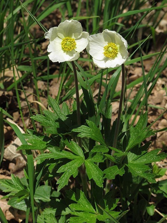 Onde plantar Anémona (Anemone sylvestris)_2