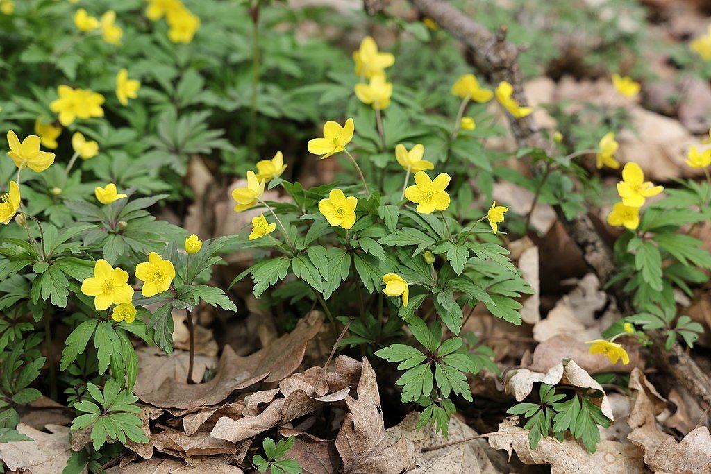 Anémona amarela (Anemone ranunculoides)