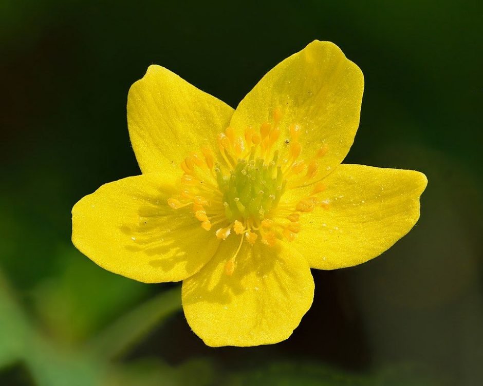 Como plantar Anémona amarela (Anemone ranunculoides)_1