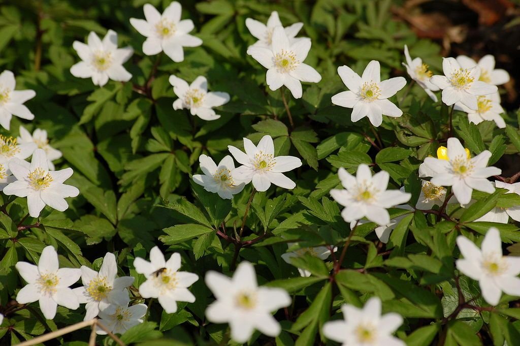 Anémona-dos-bosques (Anemone nemorosa)
