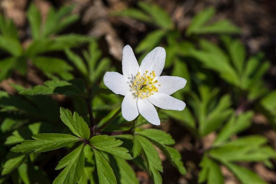 Onde plantar Anémona-dos-bosques (Anemone nemorosa)_2