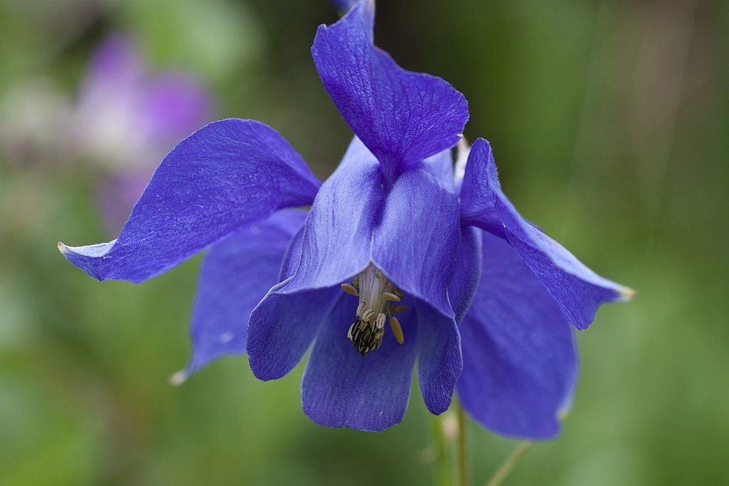 Aquilégia alpina (Aquilegia alpina)