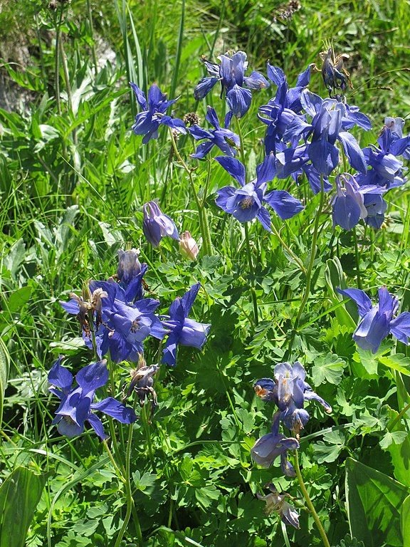 Como plantar Aquilégia alpina (Aquilegia alpina)_1