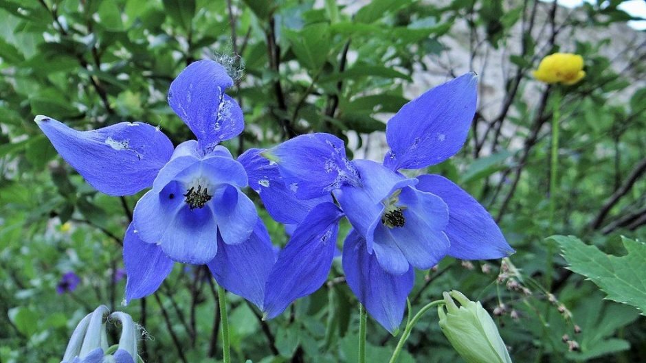 Onde plantar Aquilégia alpina (Aquilegia alpina)_2