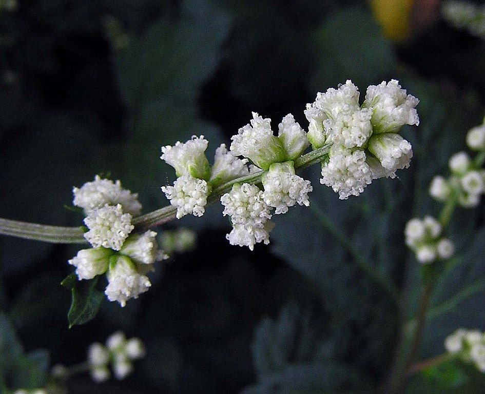 Artemísia-Branca (Artemisia lactiflora)