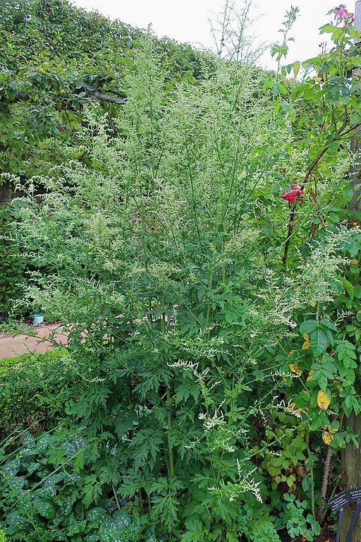 Como plantar Artemísia-Branca (Artemisia lactiflora)_1