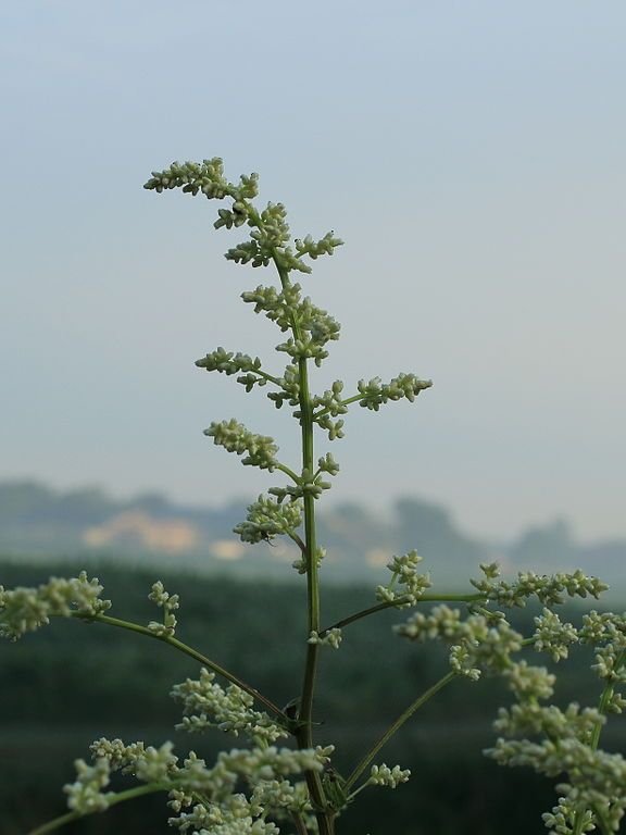 Onde plantar Artemísia-Branca (Artemisia lactiflora)_2