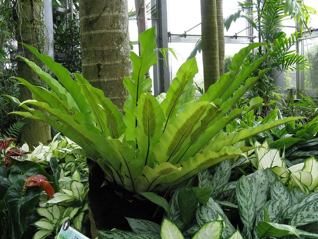 Asplénio (Asplenium nidus)