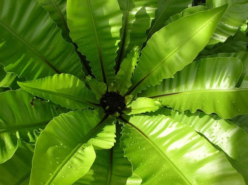 Como plantar Asplénio (Asplenium nidus)_1