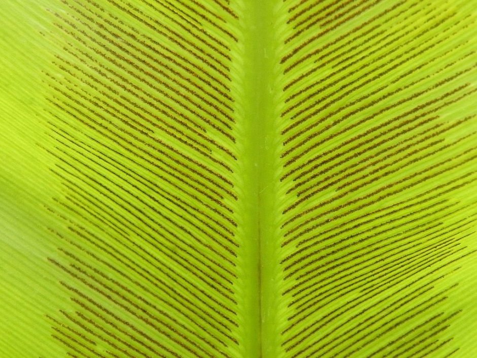 Onde plantar Asplénio (Asplenium nidus)_2