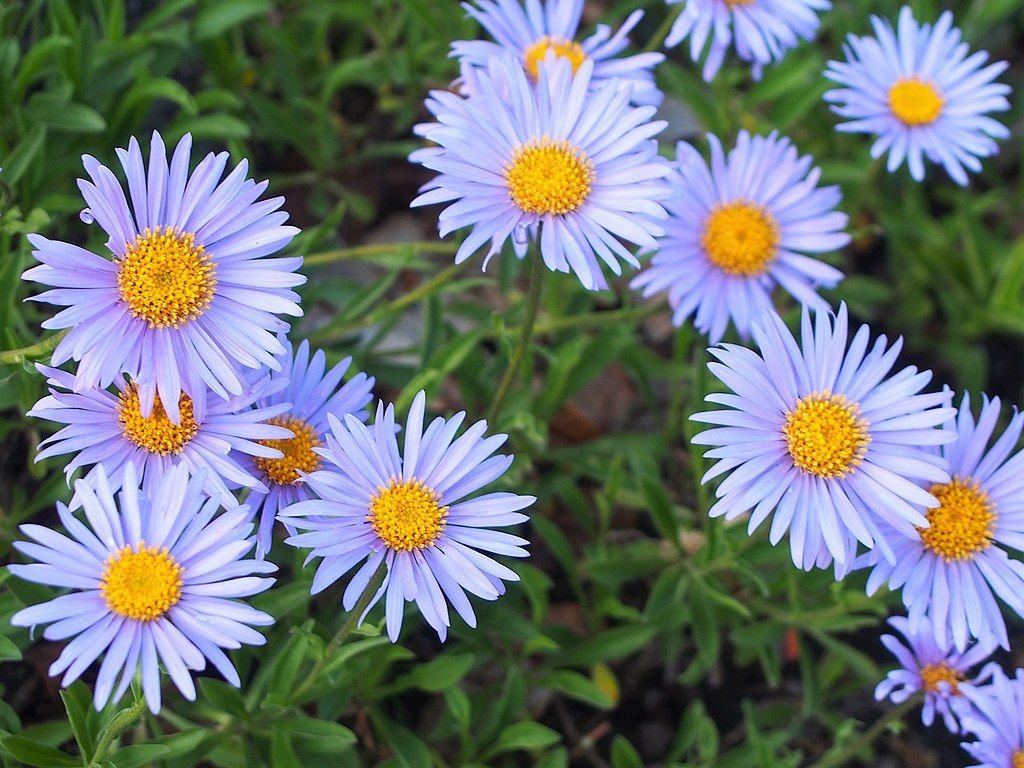 Aster-dos-Alpes (Aster alpinus)