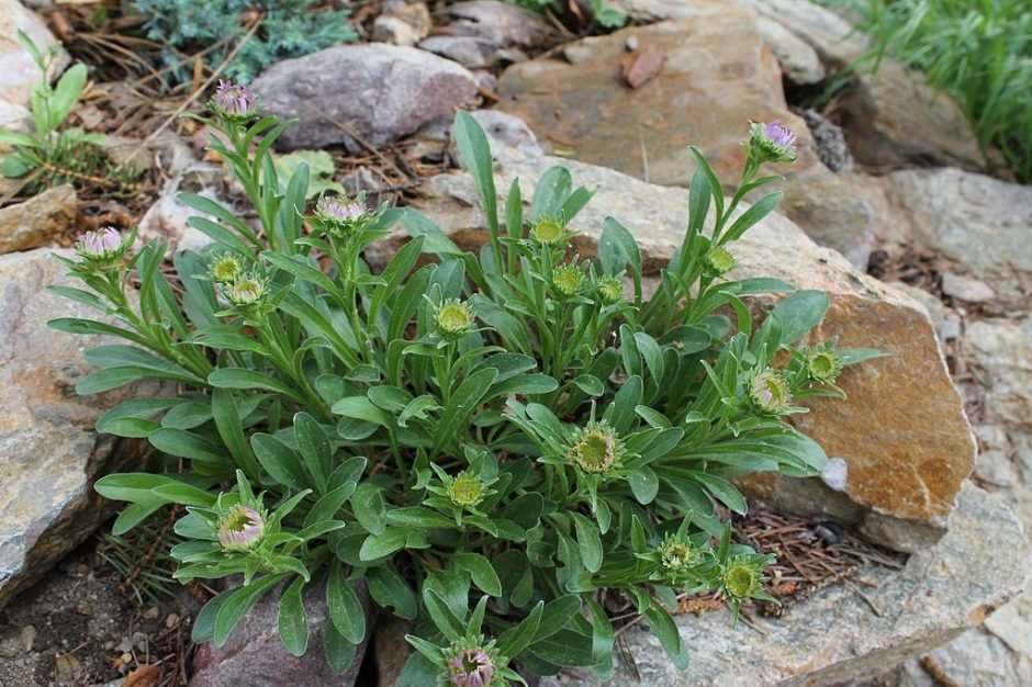 Como plantar Aster-dos-Alpes (Aster alpinus)_1