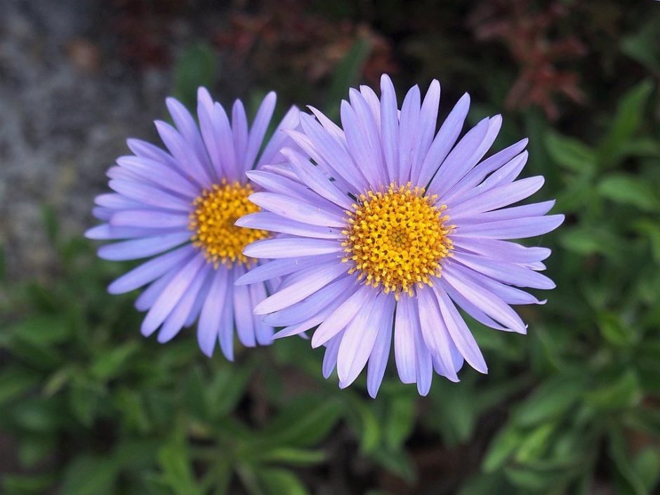 Onde plantar Aster-dos-Alpes (Aster alpinus)_2