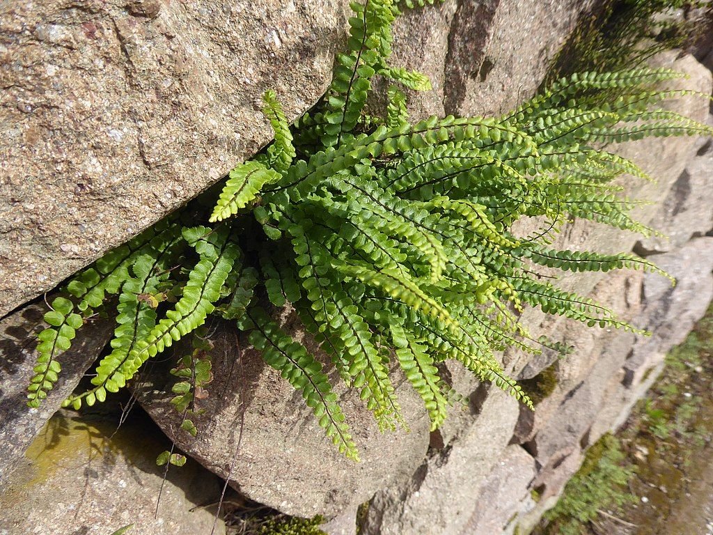 Avenca-brava (Asplenium trichomanes)