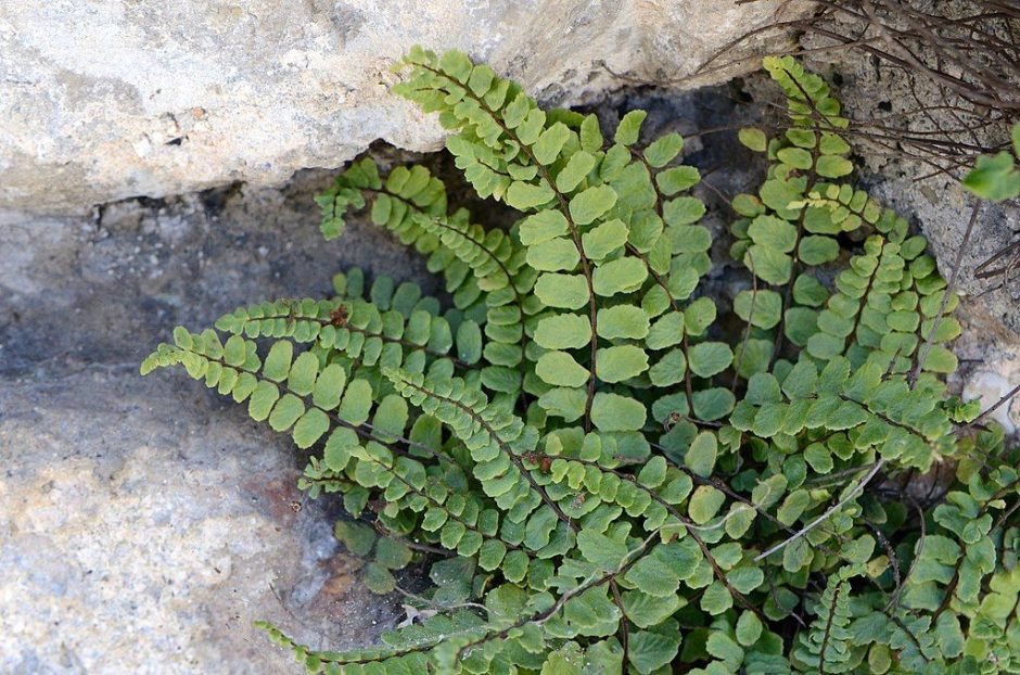 Como plantar Avenca-brava (Asplenium trichomanes)_1