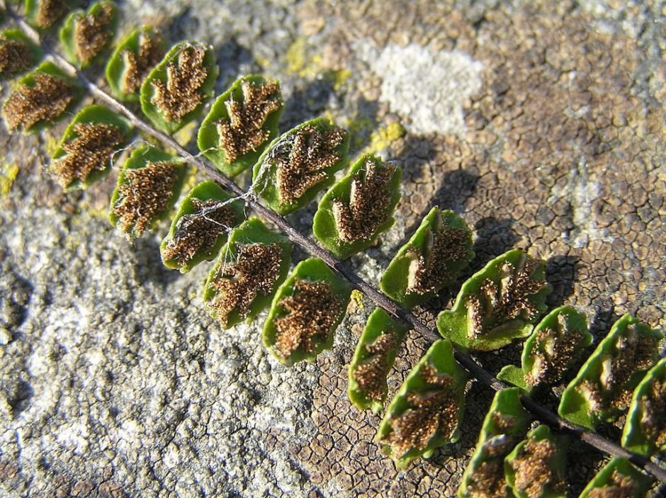 Onde plantar Avenca-brava (Asplenium trichomanes)_2