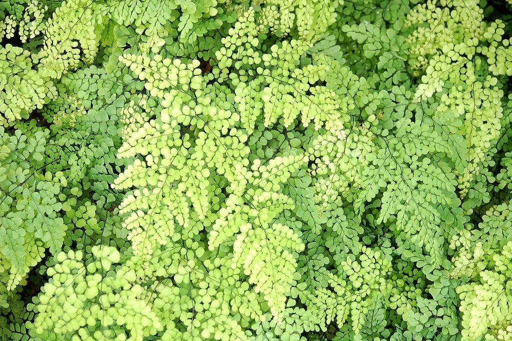 Avenca perene (Adiantum venustum)