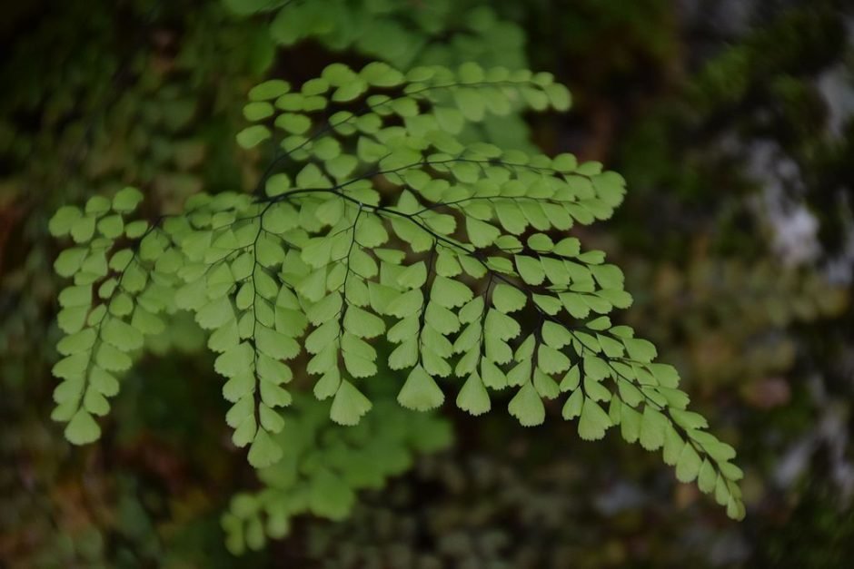 Como plantar Avenca perene (Adiantum venustum)_1