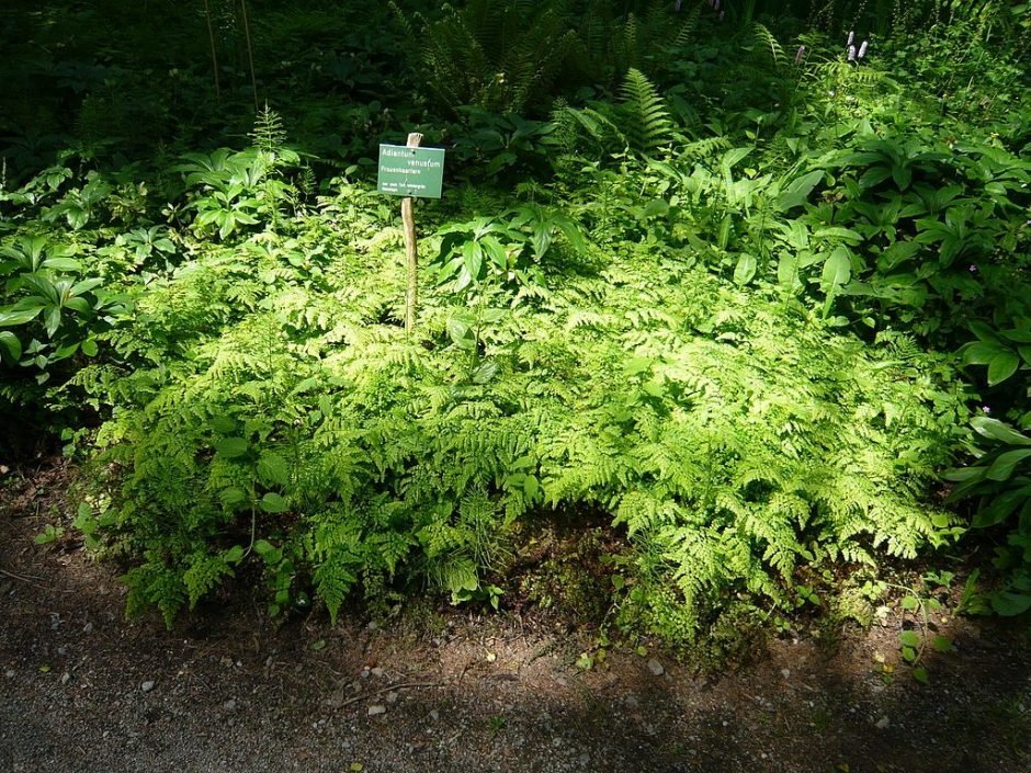 Onde plantar Avenca perene (Adiantum venustum)_2