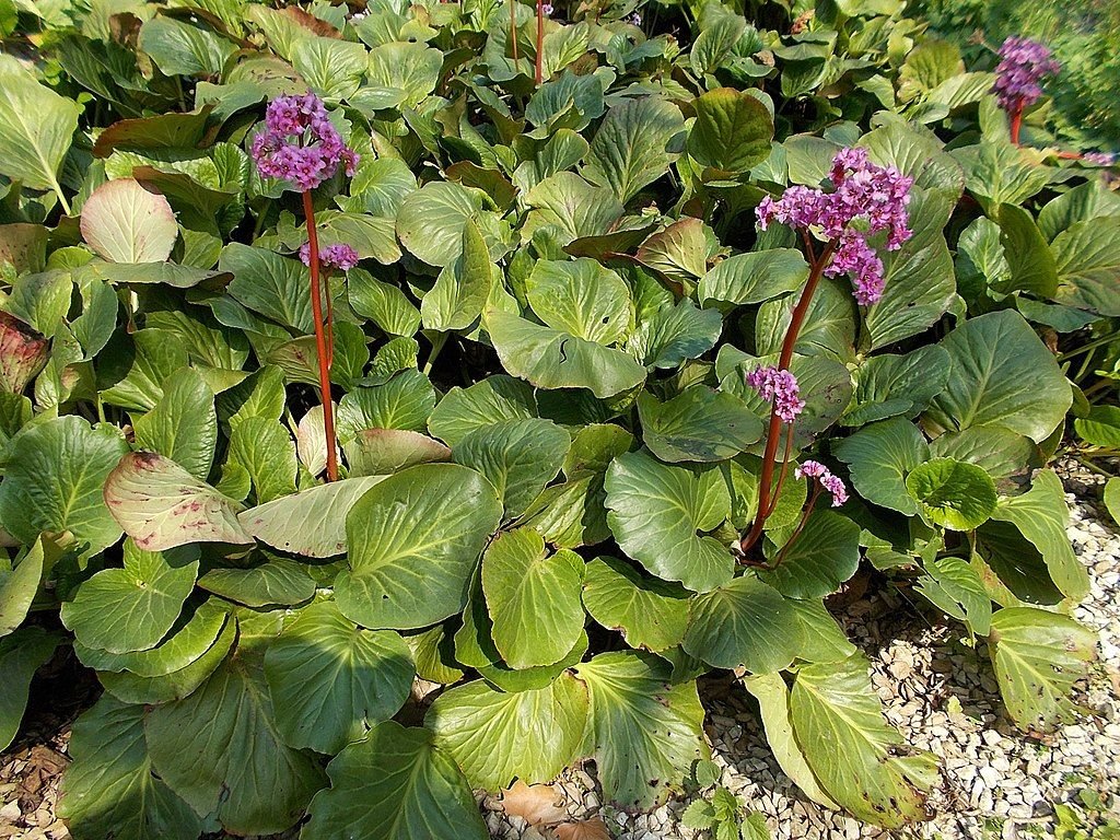 Bergénia (Bergenia cordifolia)