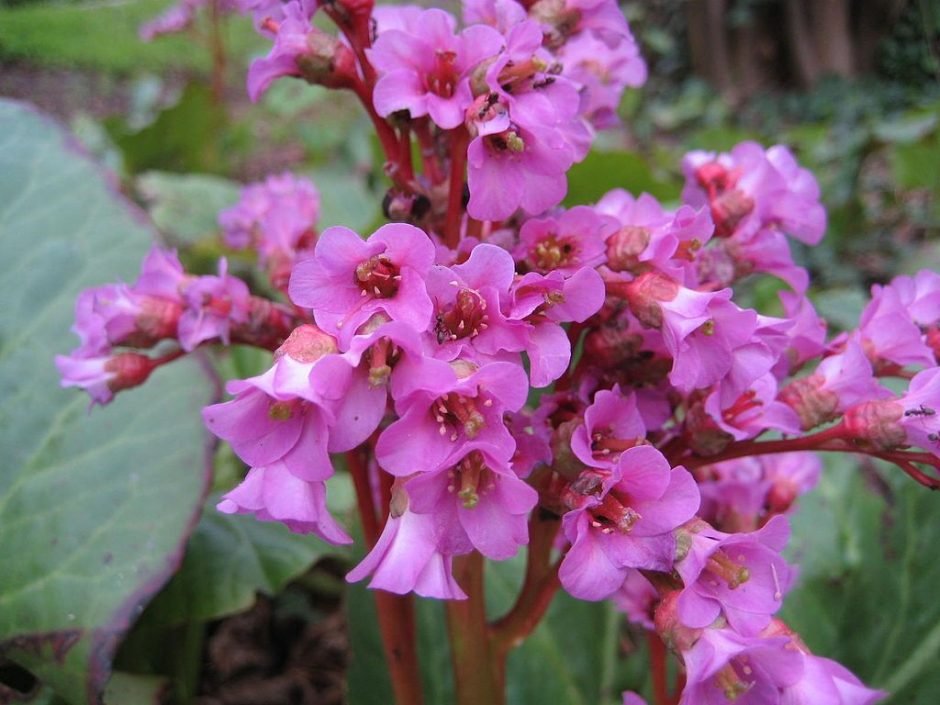 Como plantar Bergénia (Bergenia cordifolia)_1