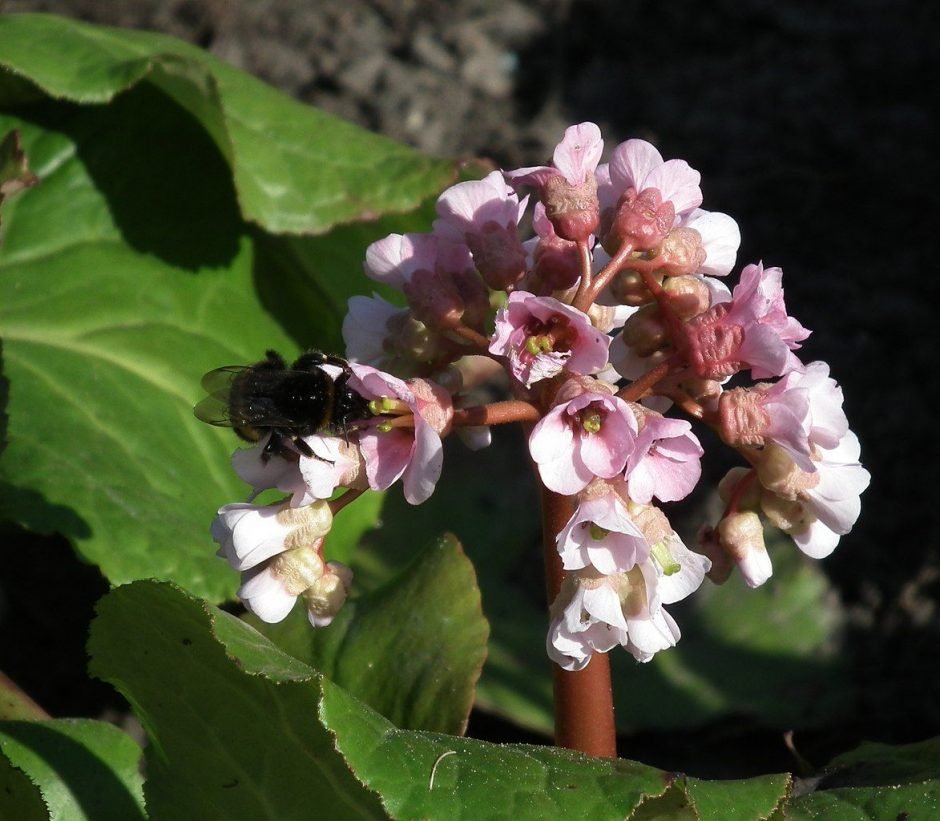 Onde plantar Bergénia (Bergenia cordifolia)_2