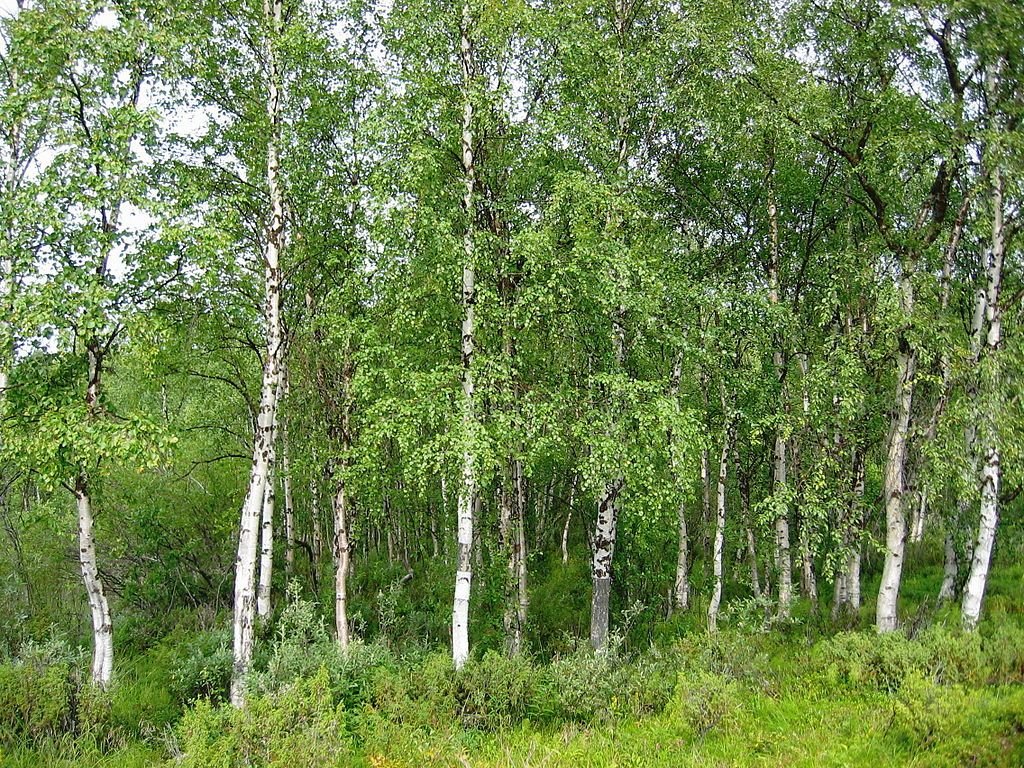 Bétula-branca (Betula pendula)
