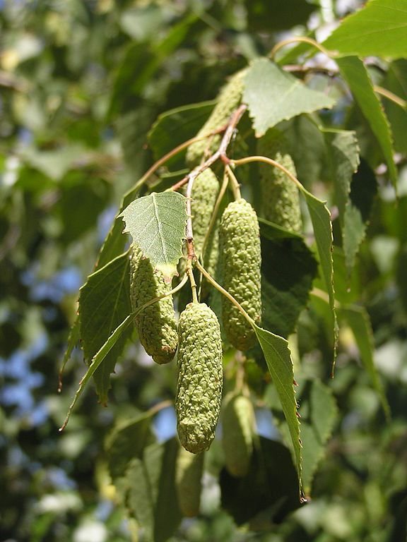 Como plantar Bétula-branca (Betula pendula)_1