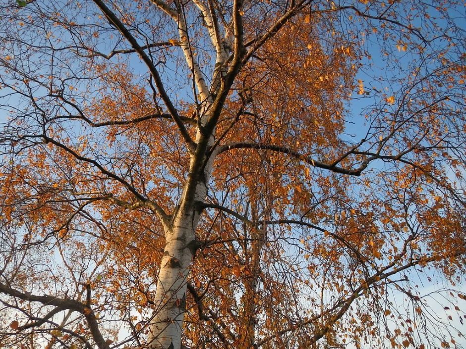 Onde plantar Bétula-branca (Betula pendula)_2