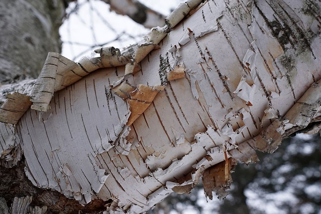 Bétula de papel (Betula papyrifera)