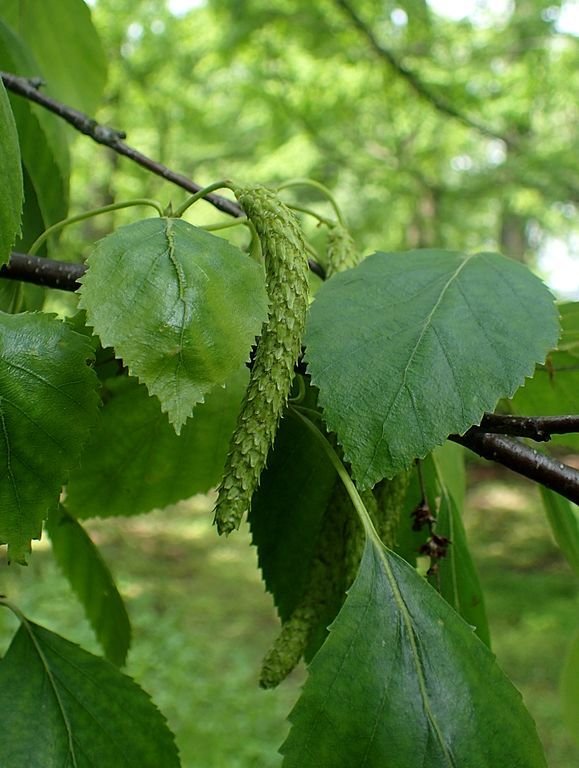 Como plantar Bétula de papel (Betula papyrifera)_1