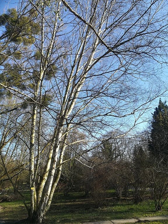 Onde plantar Bétula de papel (Betula papyrifera)_2