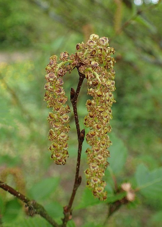 Onde plantar Bétula ermanii (Betula ermanii)_2
