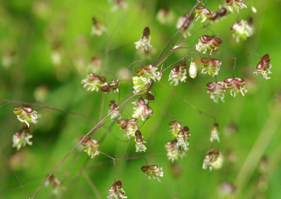 Onde plantar Bole-bole (Briza media)_2