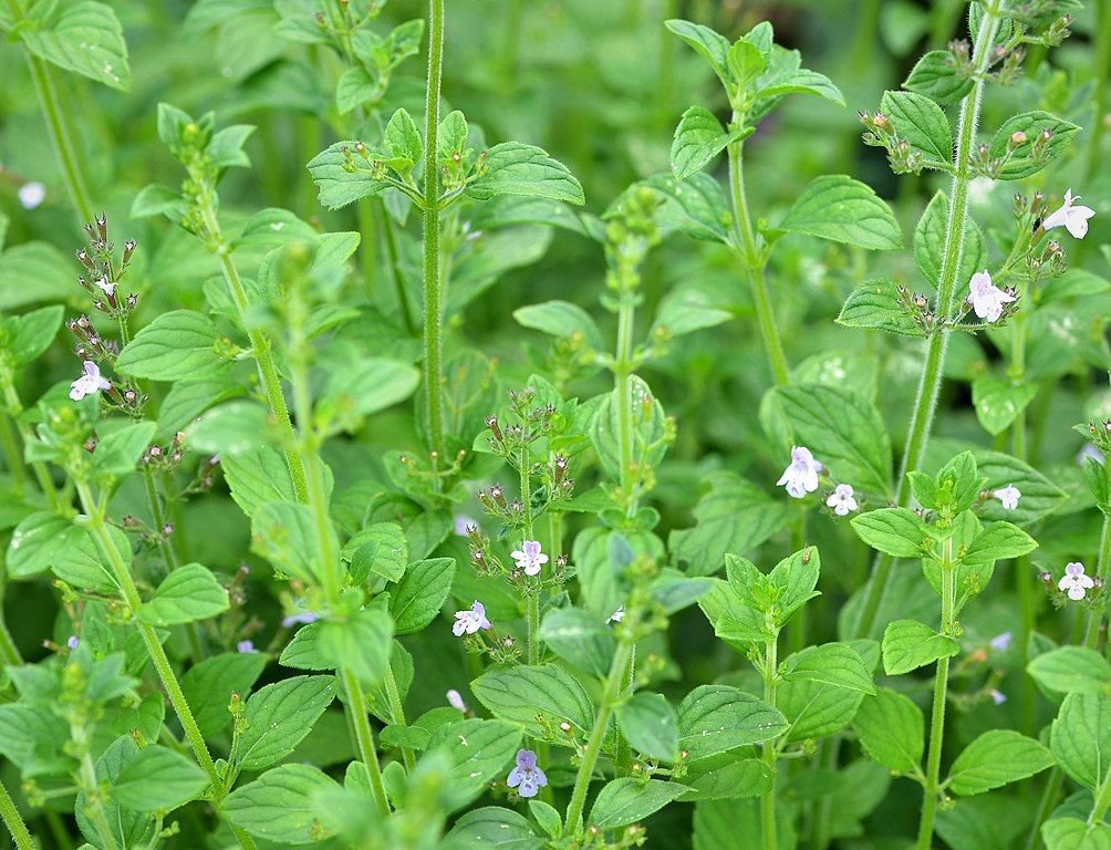 Calaminta (Calamintha nepeta)