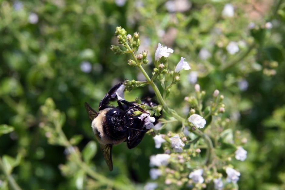 Como plantar Calaminta (Calamintha nepeta)_1