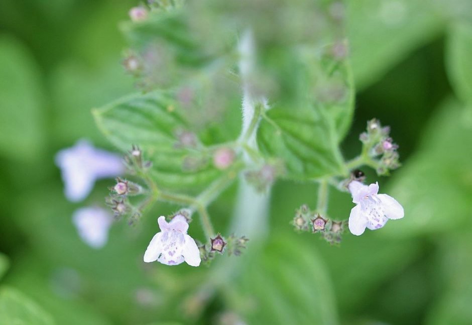 Onde plantar Calaminta (Calamintha nepeta)_2