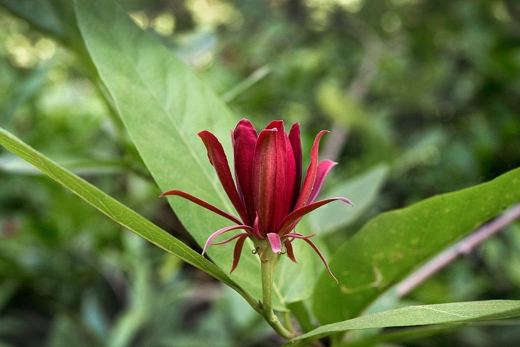 Calicanto-aromático (Calycanthus occidentalis)