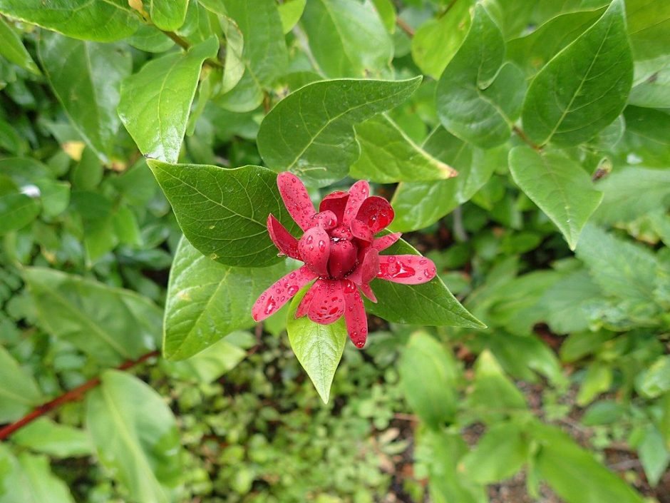 Onde plantar Calicanto-aromático (Calycanthus occidentalis)_2