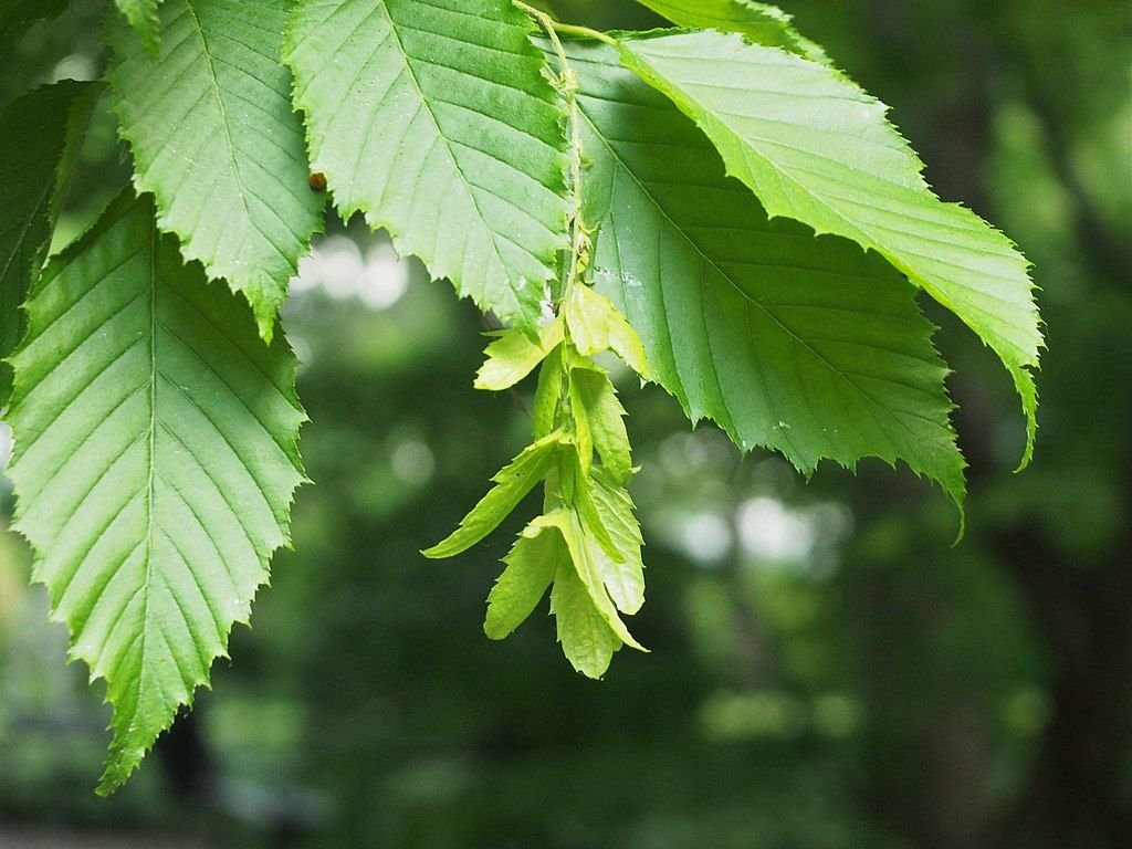 Carpino caroliniana (Carpinus caroliniana)