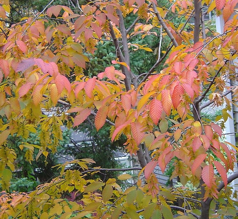 Como plantar Carpino caroliniana (Carpinus caroliniana)_1