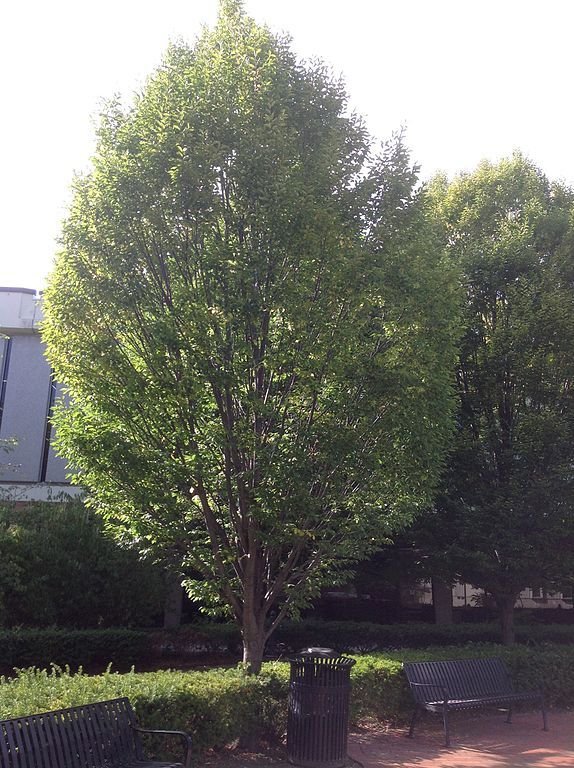 Onde plantar Carpino caroliniana (Carpinus caroliniana)_2
