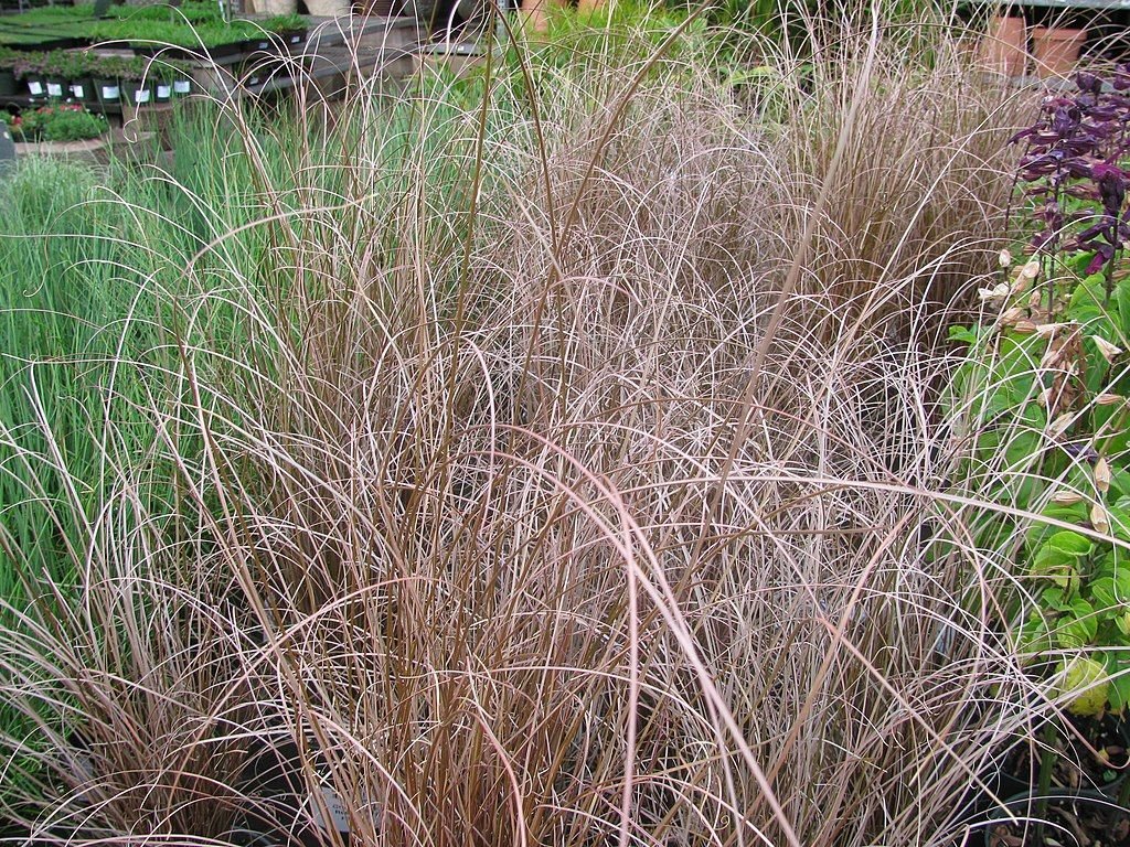 Carriço buchananii (Carex buchananii)