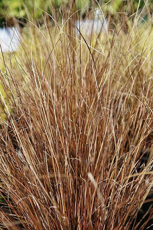 Como plantar Carriço buchananii (Carex buchananii)_1